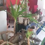 La Terrazza