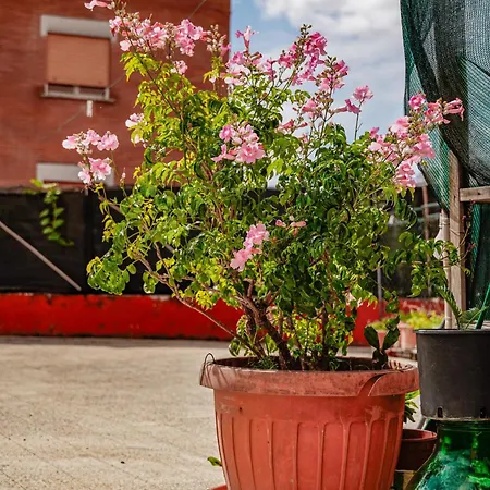 Guest house La Terrazza Latina