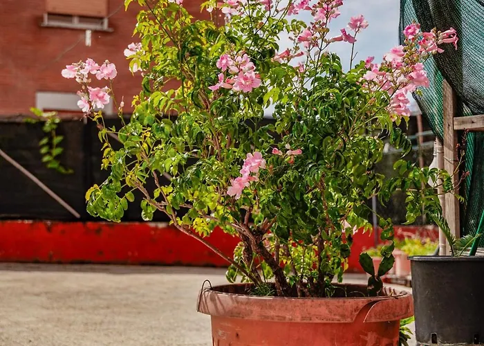 Πανσιόν La Terrazza Λατίνα